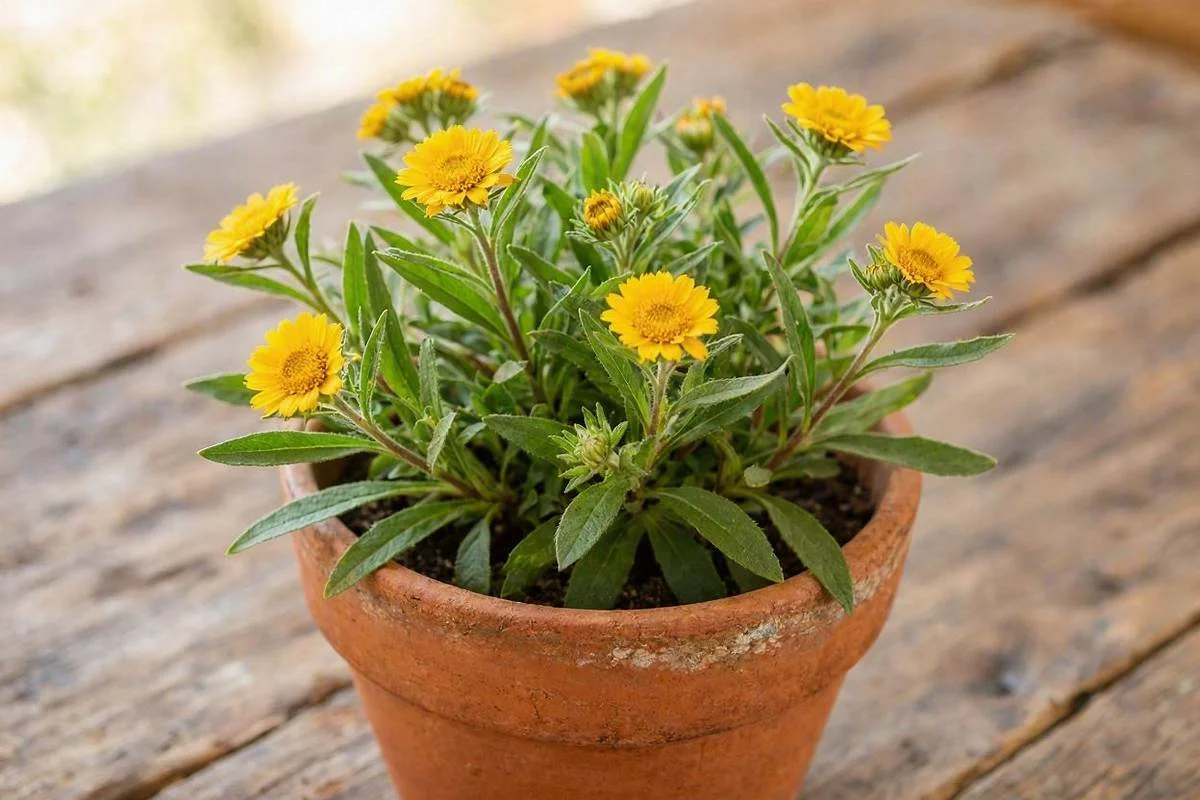 Foto da erva Arnica