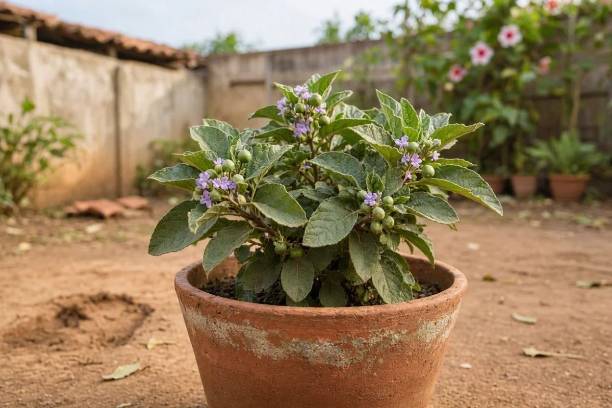 Foto da erva Jurubeba