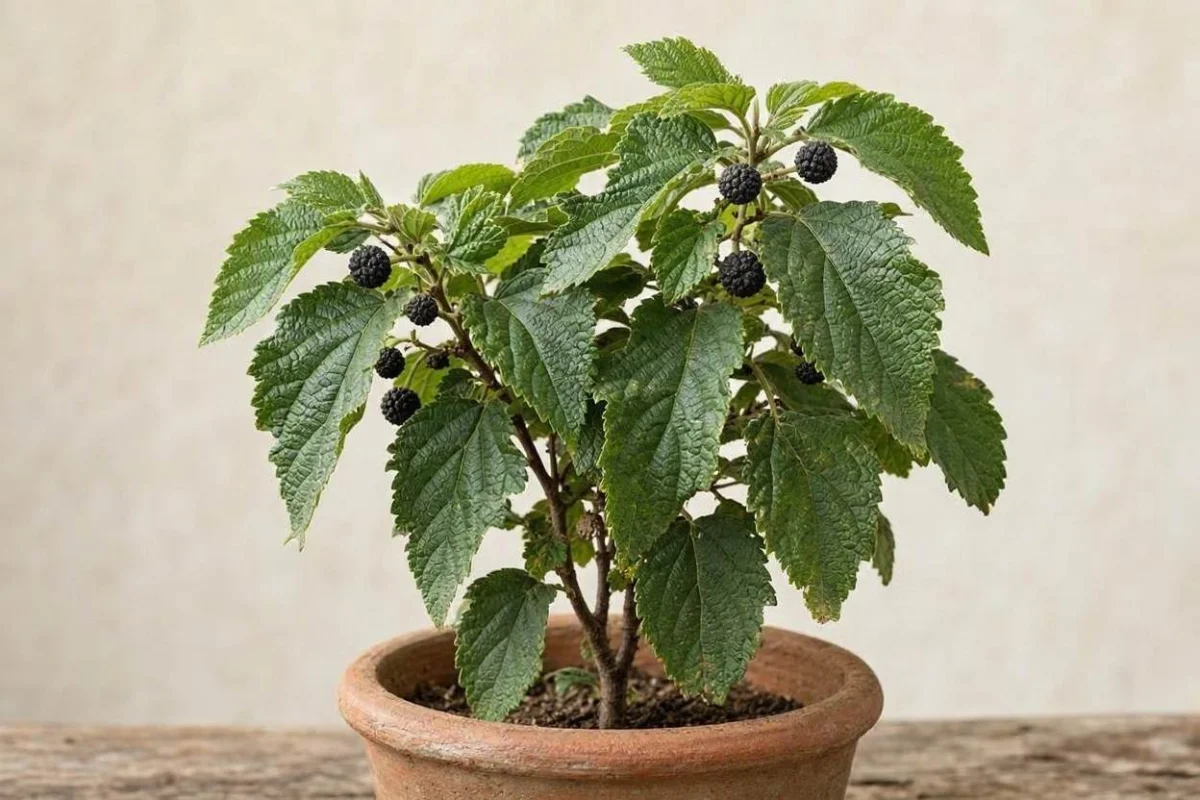 Foto da erva Mutamba (Guazuma ulmifolia)