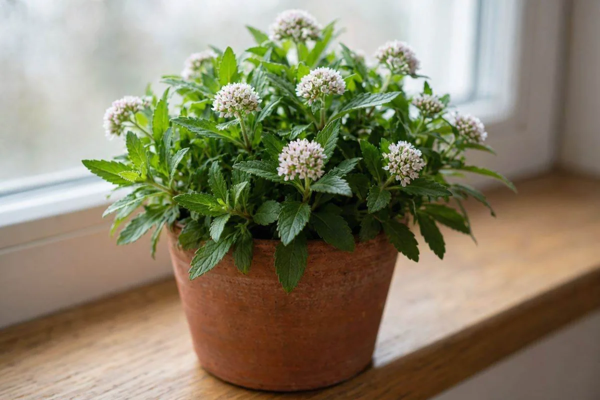 Foto da erva Quitoco (Pluchea sagittalis)