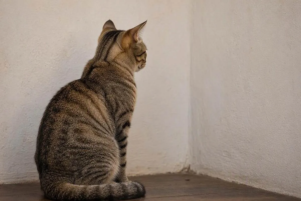 Gato olhando para o nada