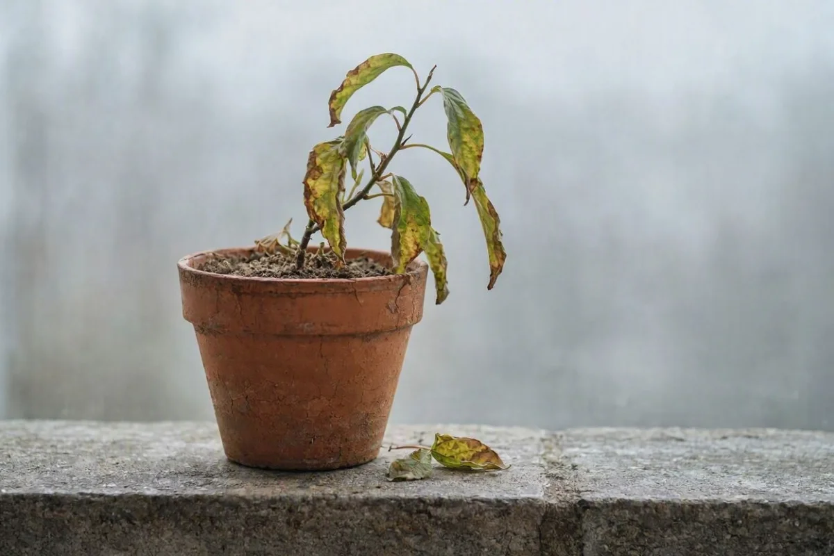 Planta que morre de repente